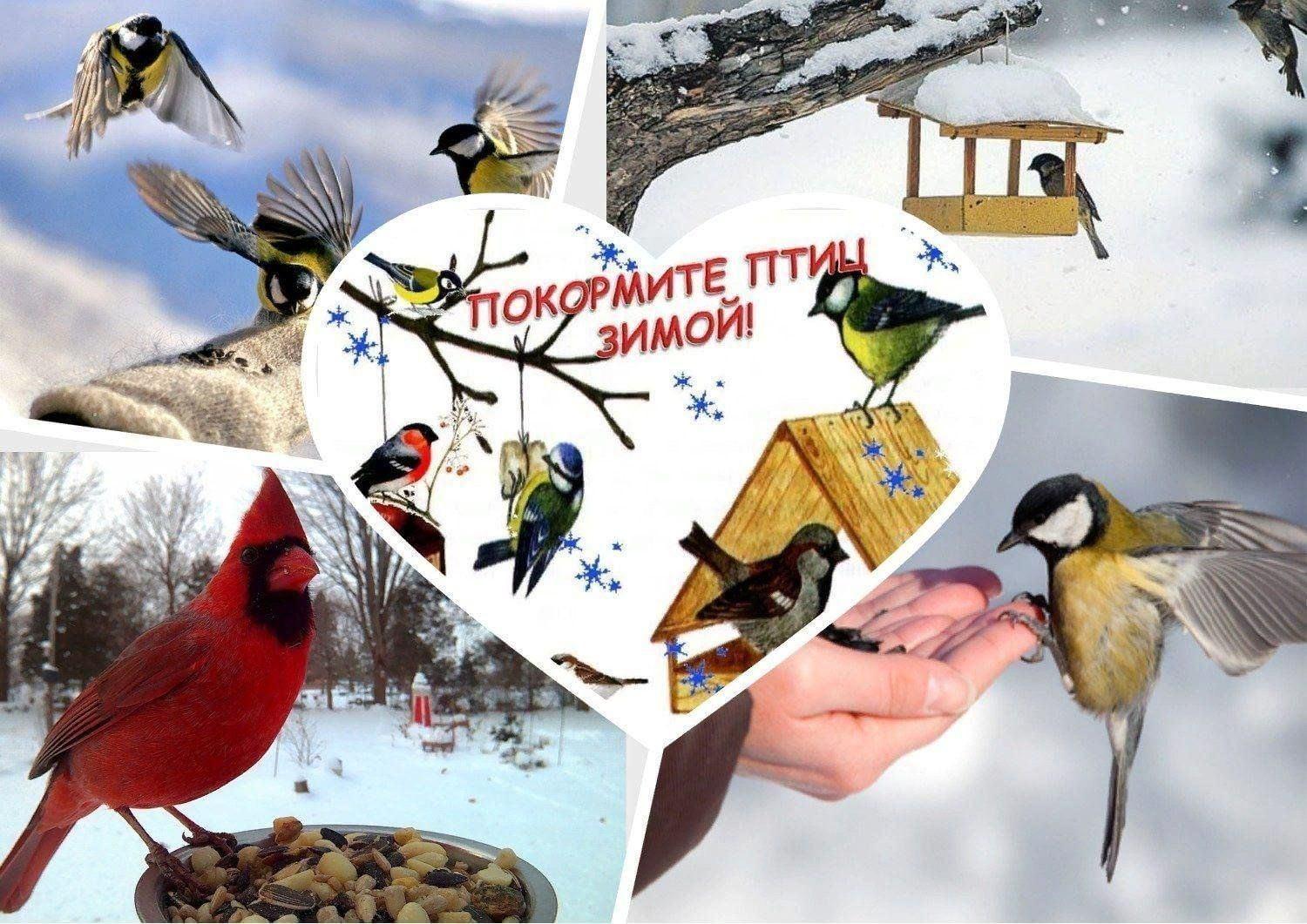 Экологическая акция «Поможем птицам зиму пережить»