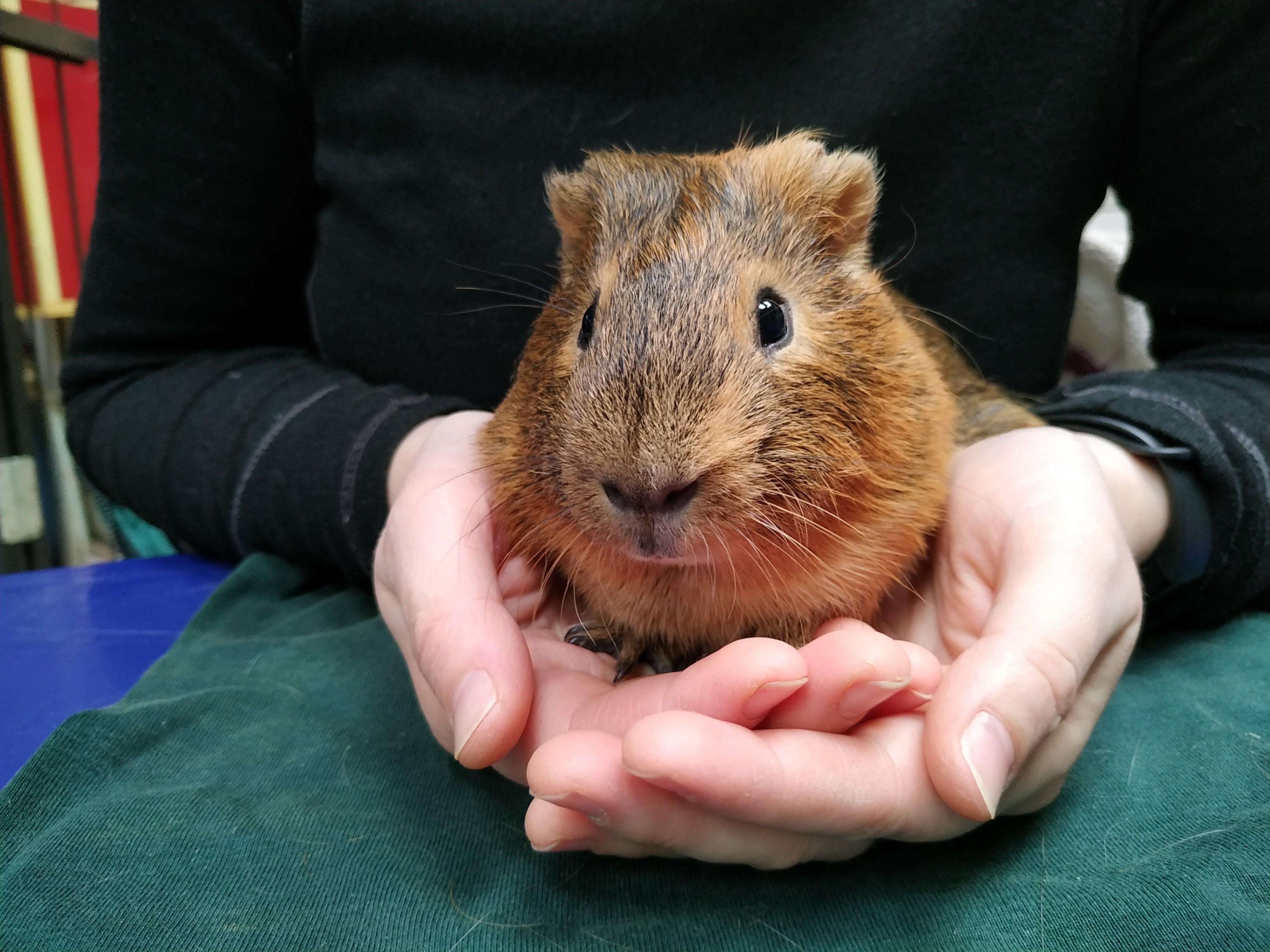 «Акция «Погладь меня»